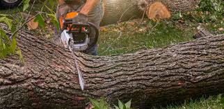 Trusted Seabrook, SC Tree Care Experts