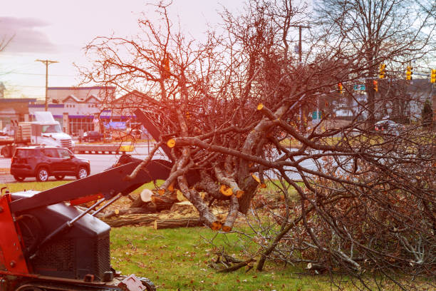Tree and Shrub Care in Seabrook, SC